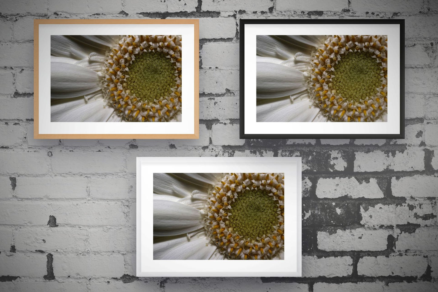 Gerbera Daisy