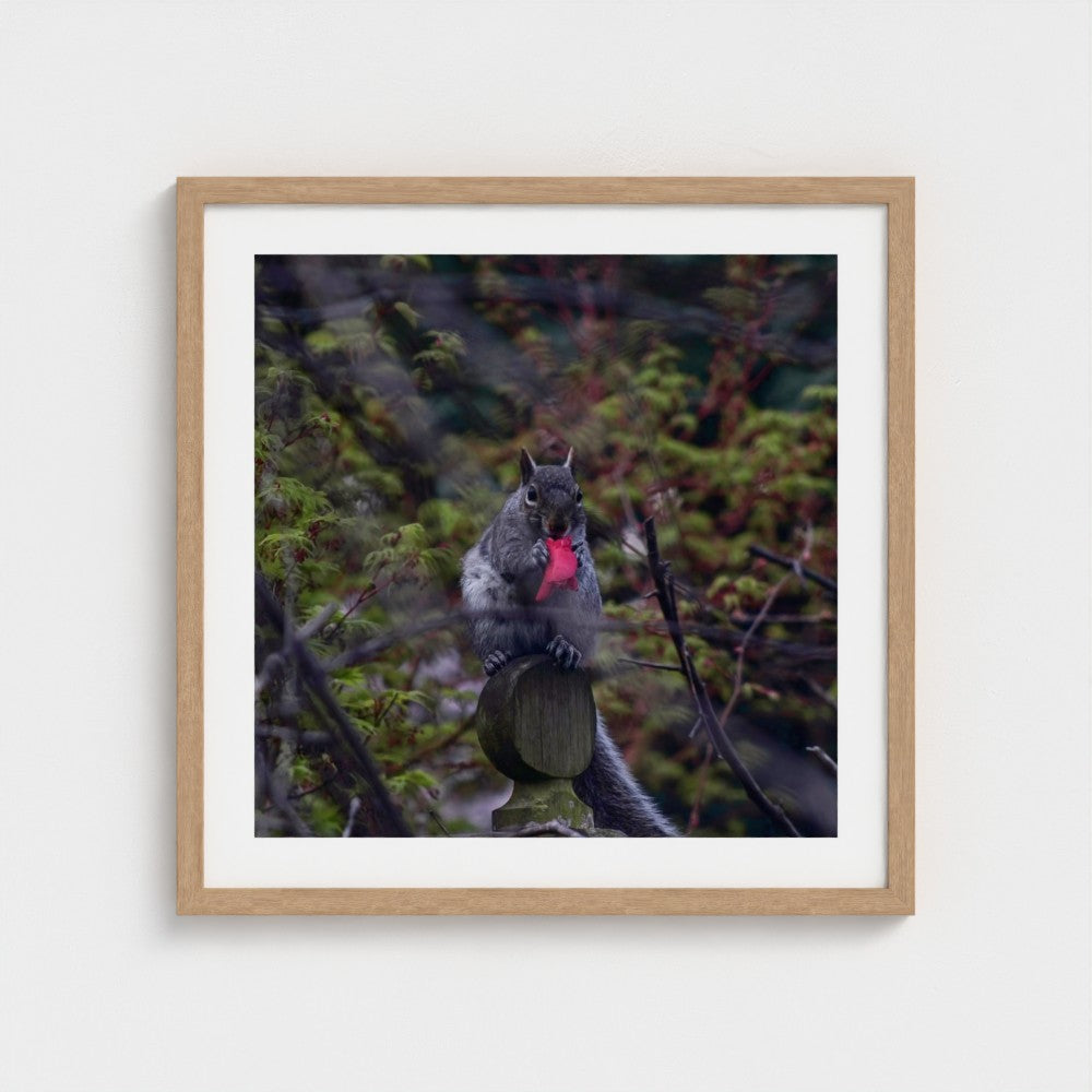 Squirrel with a Camellia Petal