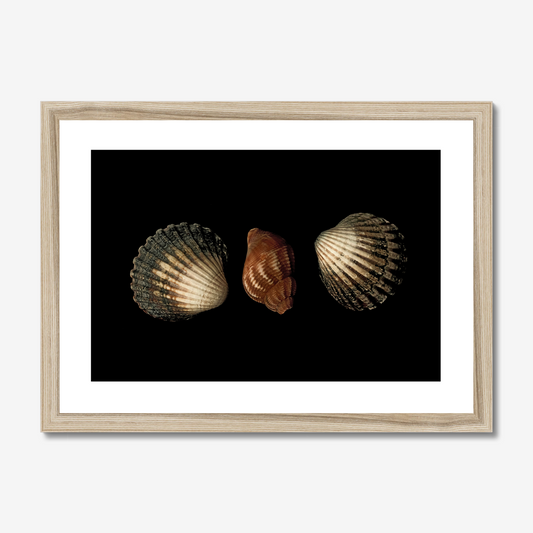 Three Seashells