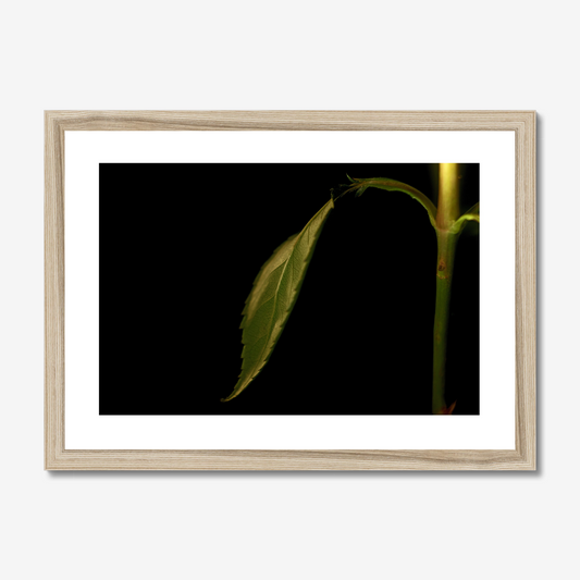 Rose Leaf and Stem