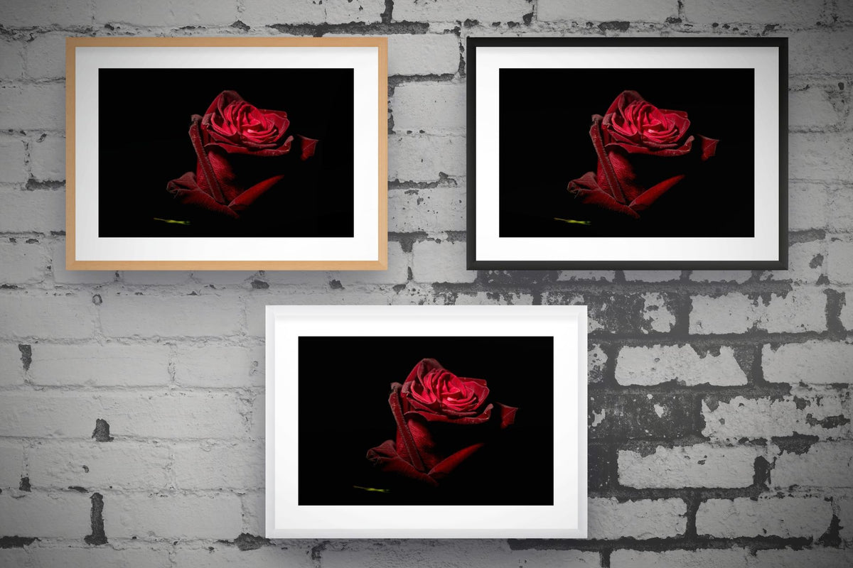 Red Rose III