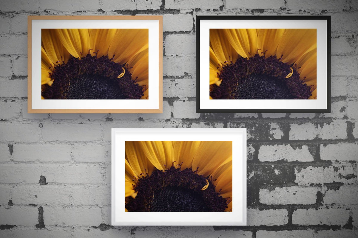 Sunflower Disc Floret and Petals