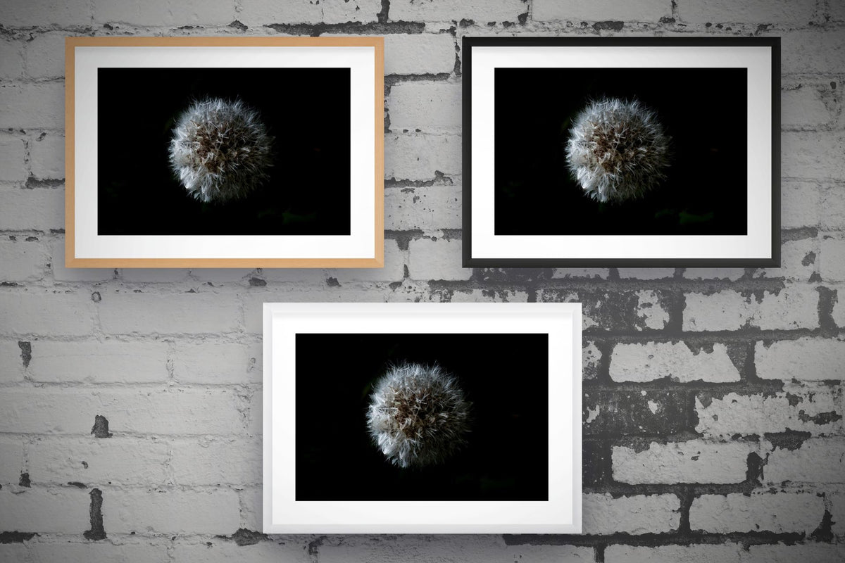 Dandelion Seedhead