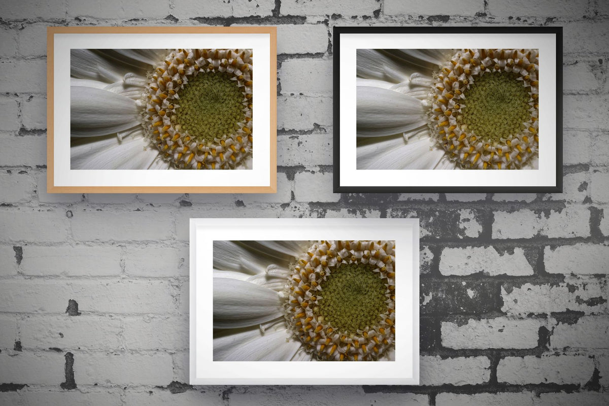 Gerbera Daisy