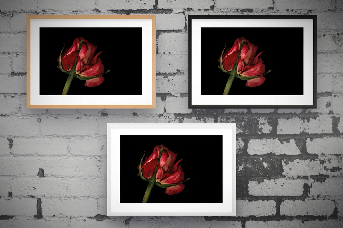 Pale Red Rose