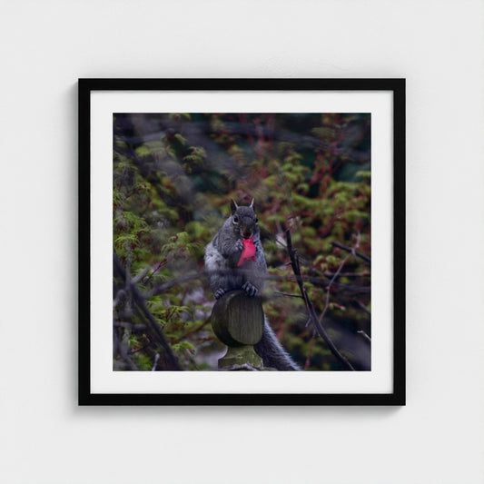 Squirrel with a Camellia Petal