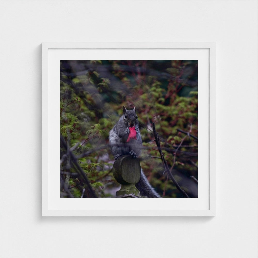 Squirrel with a Camellia Petal