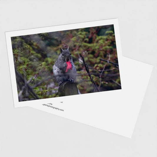 Squirrel With a Camellia Petal - Fine art postcard