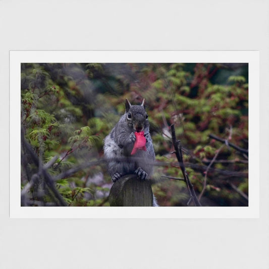 Squirrel With a Camellia Petal - Fine art postcard
