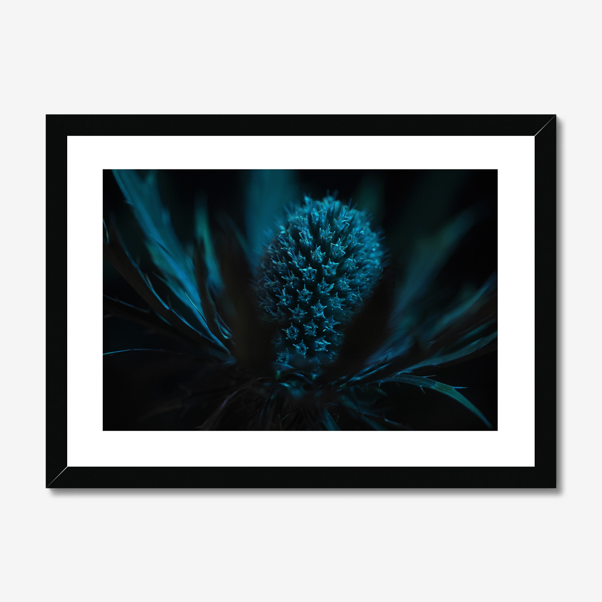 Sea Holly