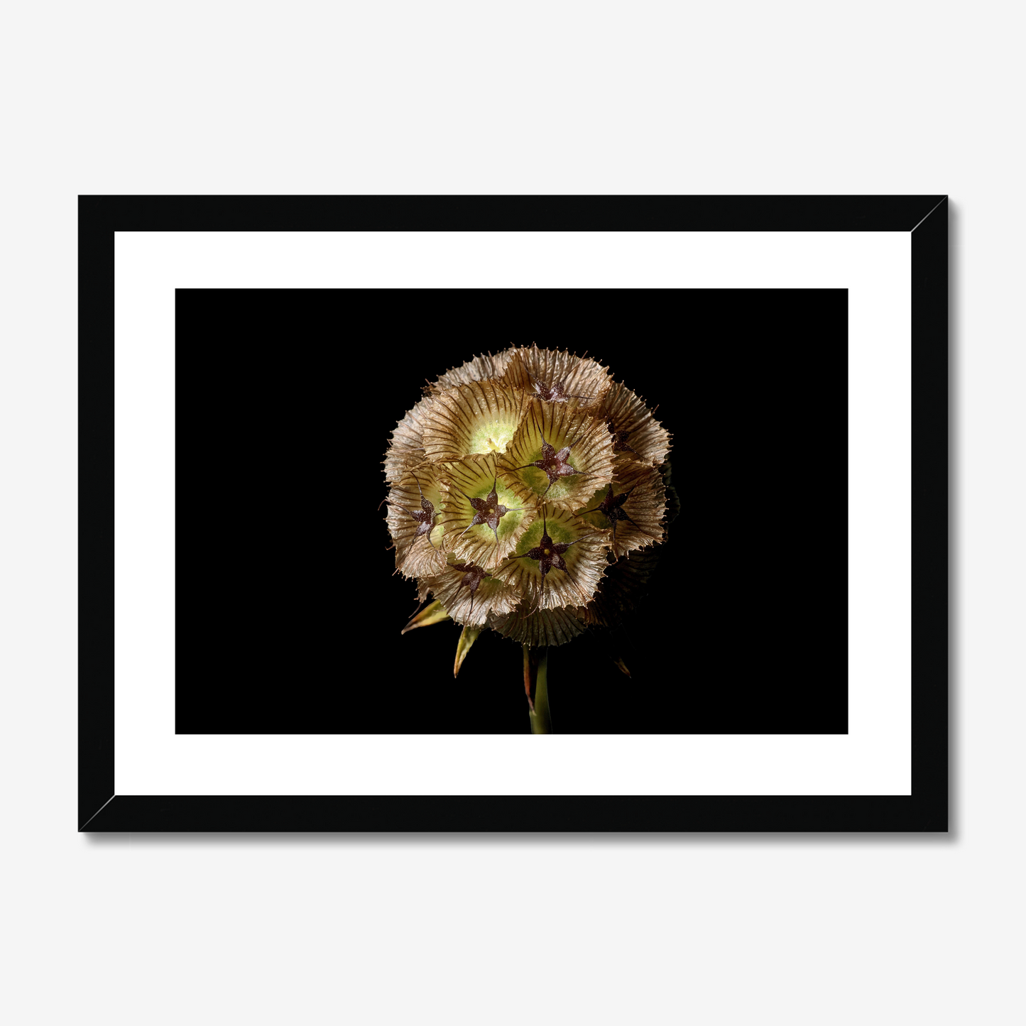 Starflower II