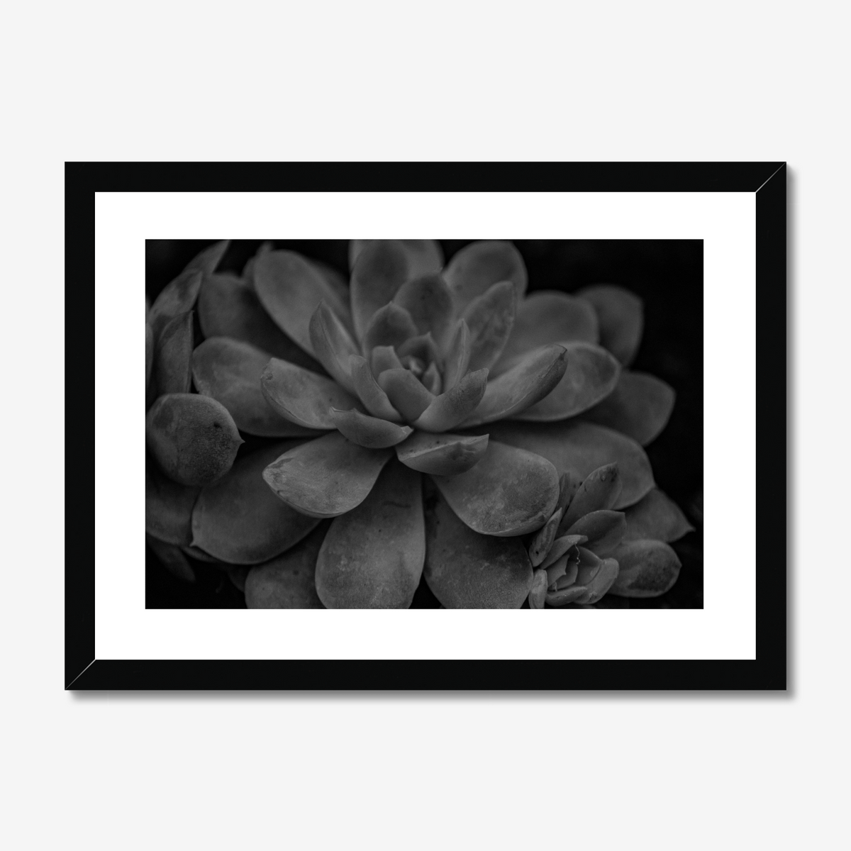 Succulent - Monochrome