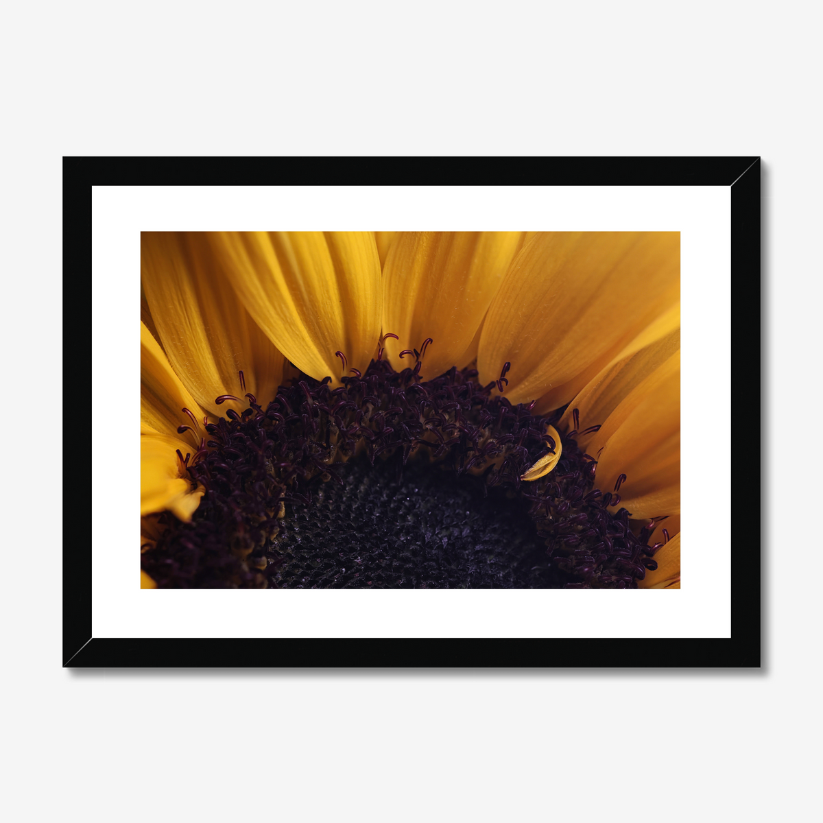 Sunflower Disc Floret and Petals
