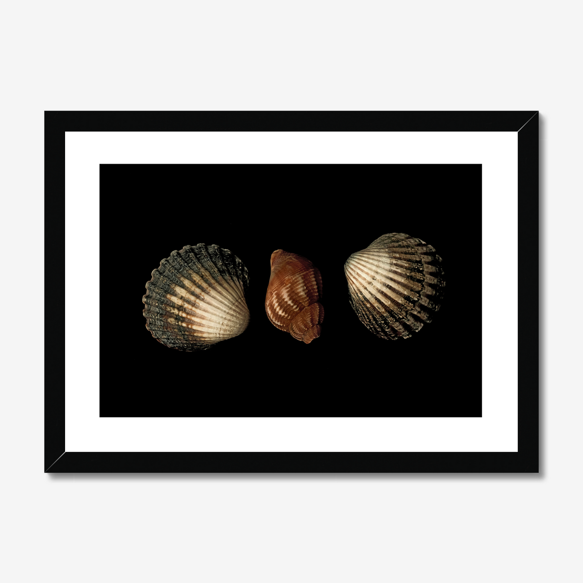 Three Seashells