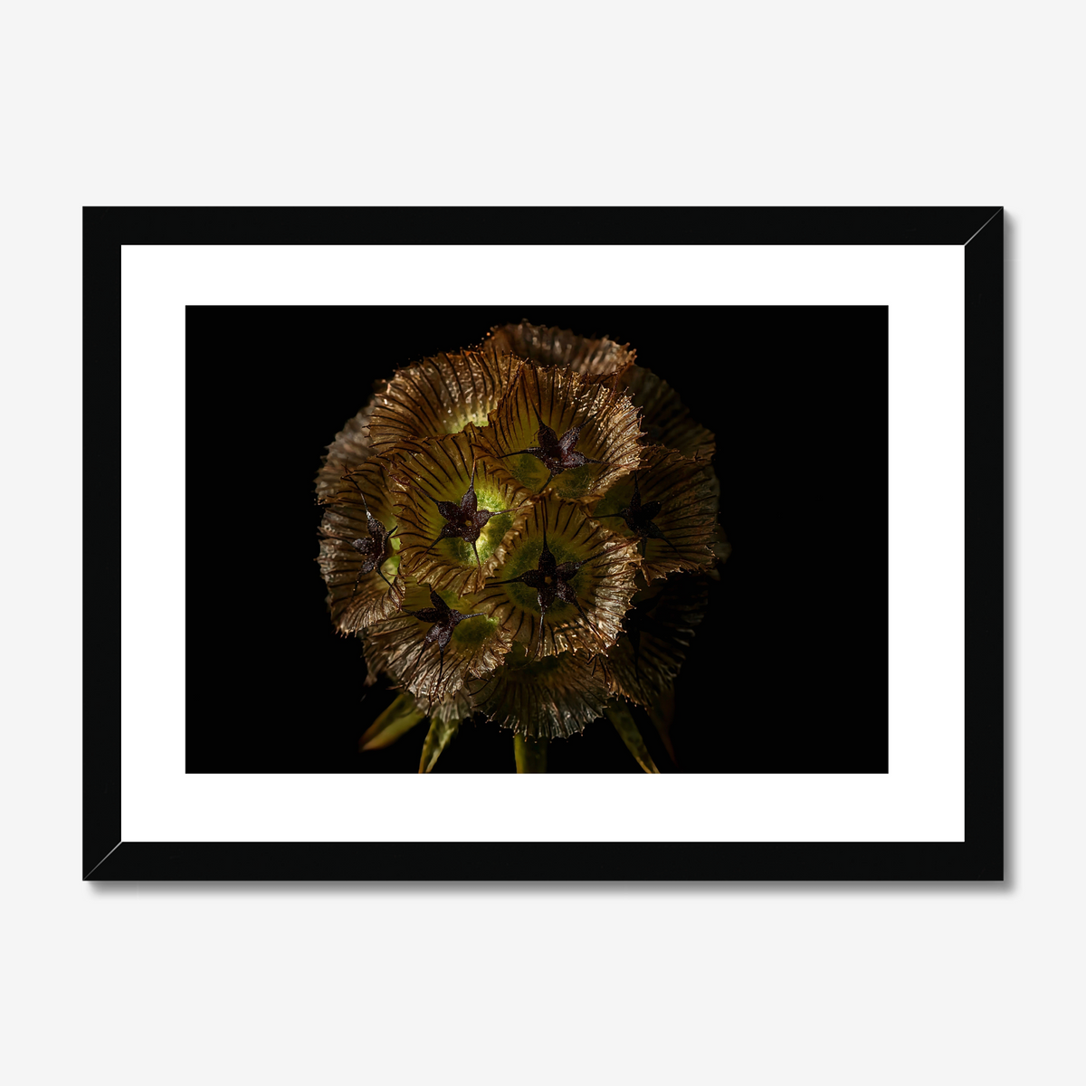 Starflower I