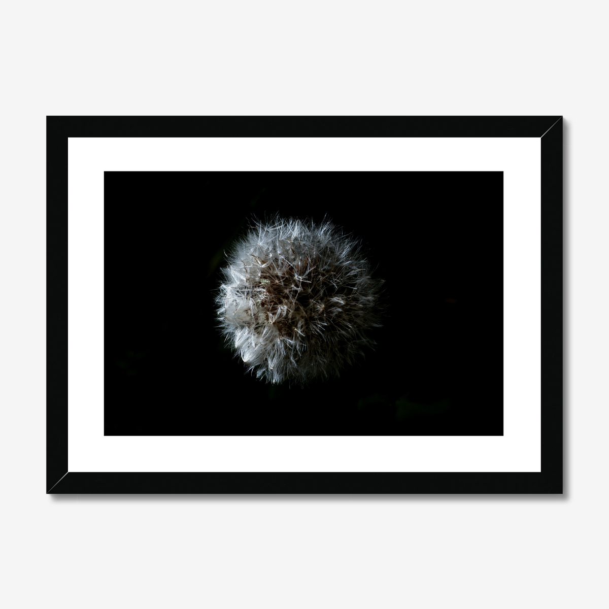 Dandelion Seedhead