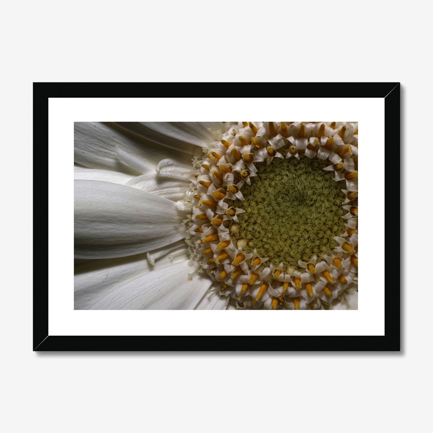 Gerbera Daisy