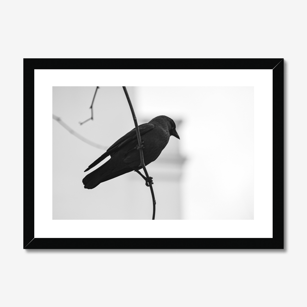 Jackdaw