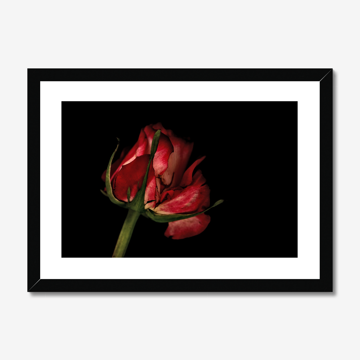 Pale Red Rose