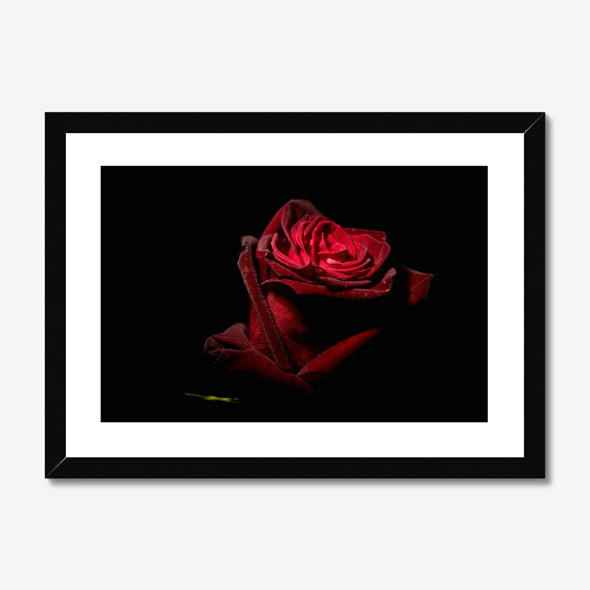 Red Rose III
