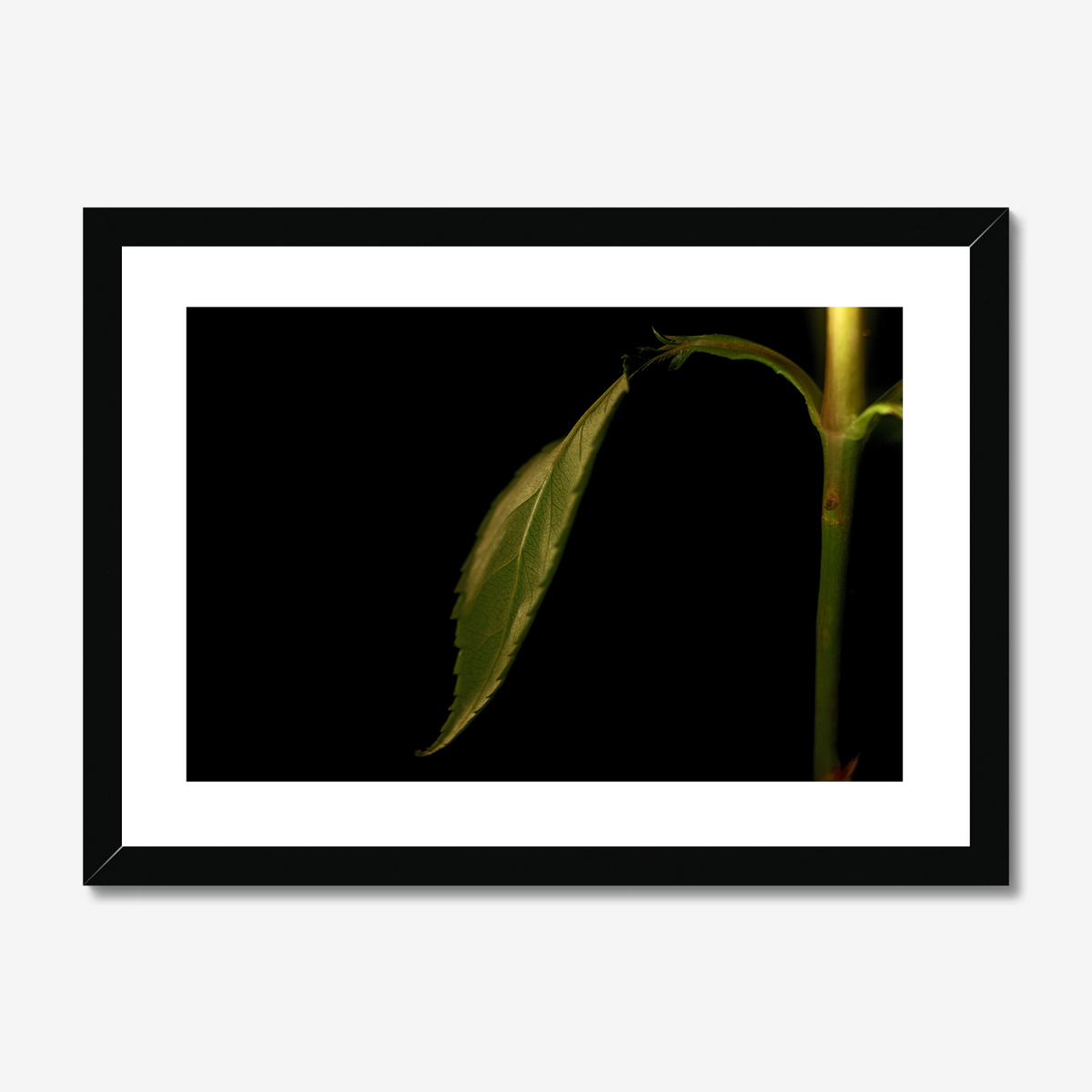Rose Leaf and Stem