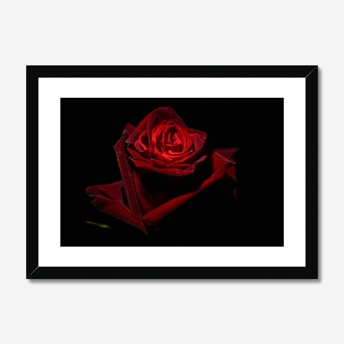 Red Rose I