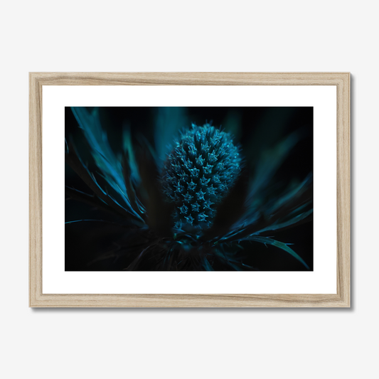 Sea Holly