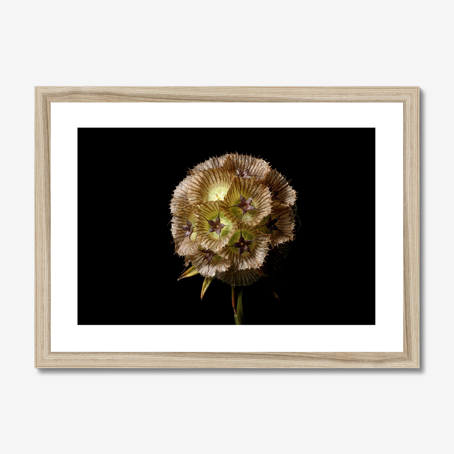 Starflower II