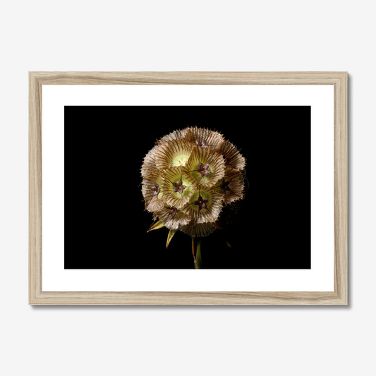 Starflower II