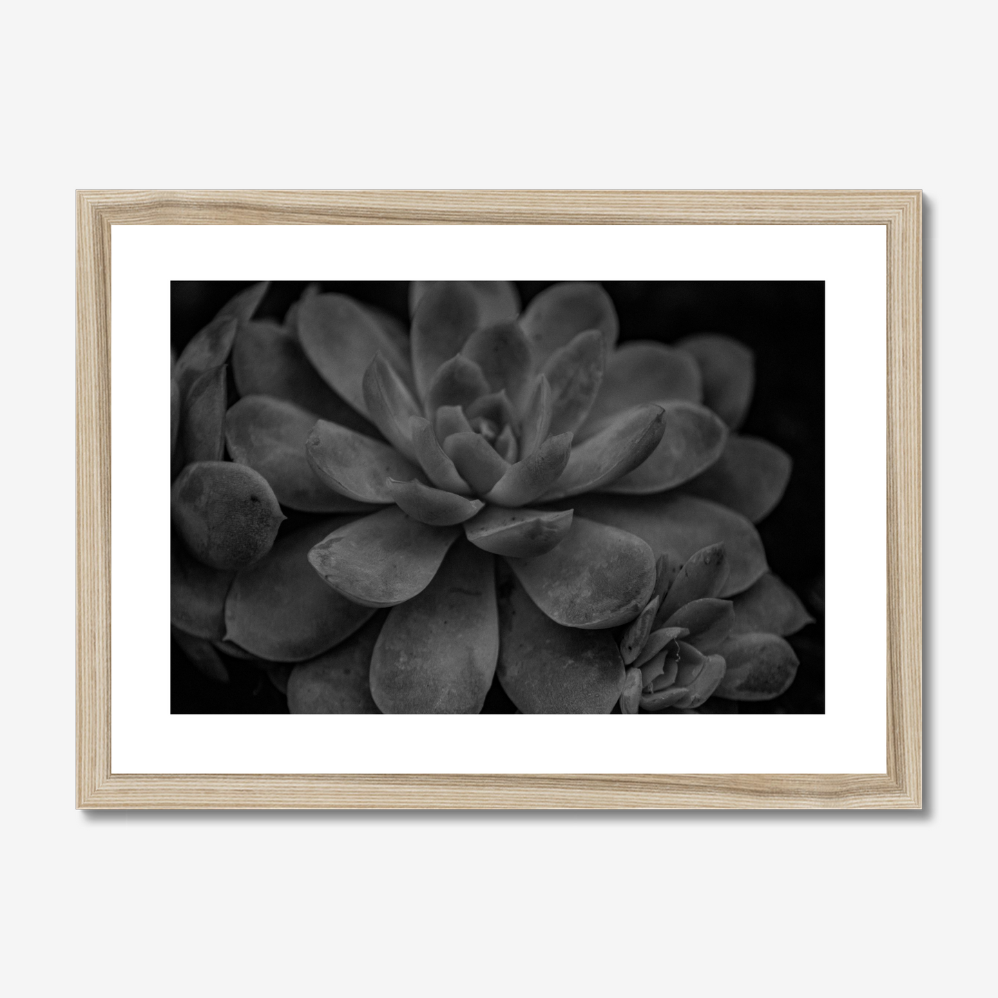 Succulent - Monochrome