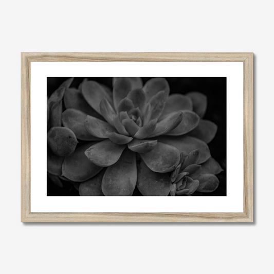 Succulent - Monochrome