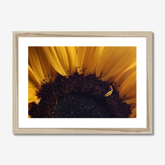 Sunflower Disc Floret and Petals