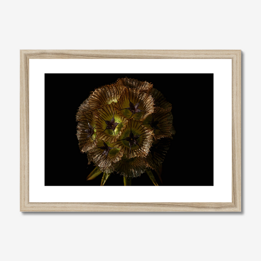 Starflower I