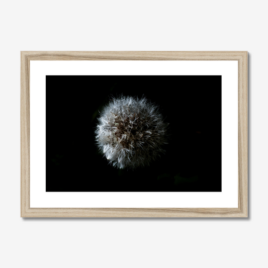 Dandelion Seedhead