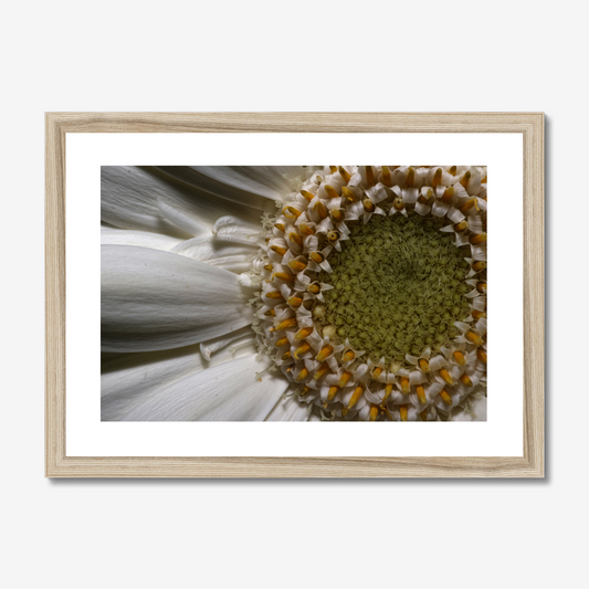 Gerbera Daisy