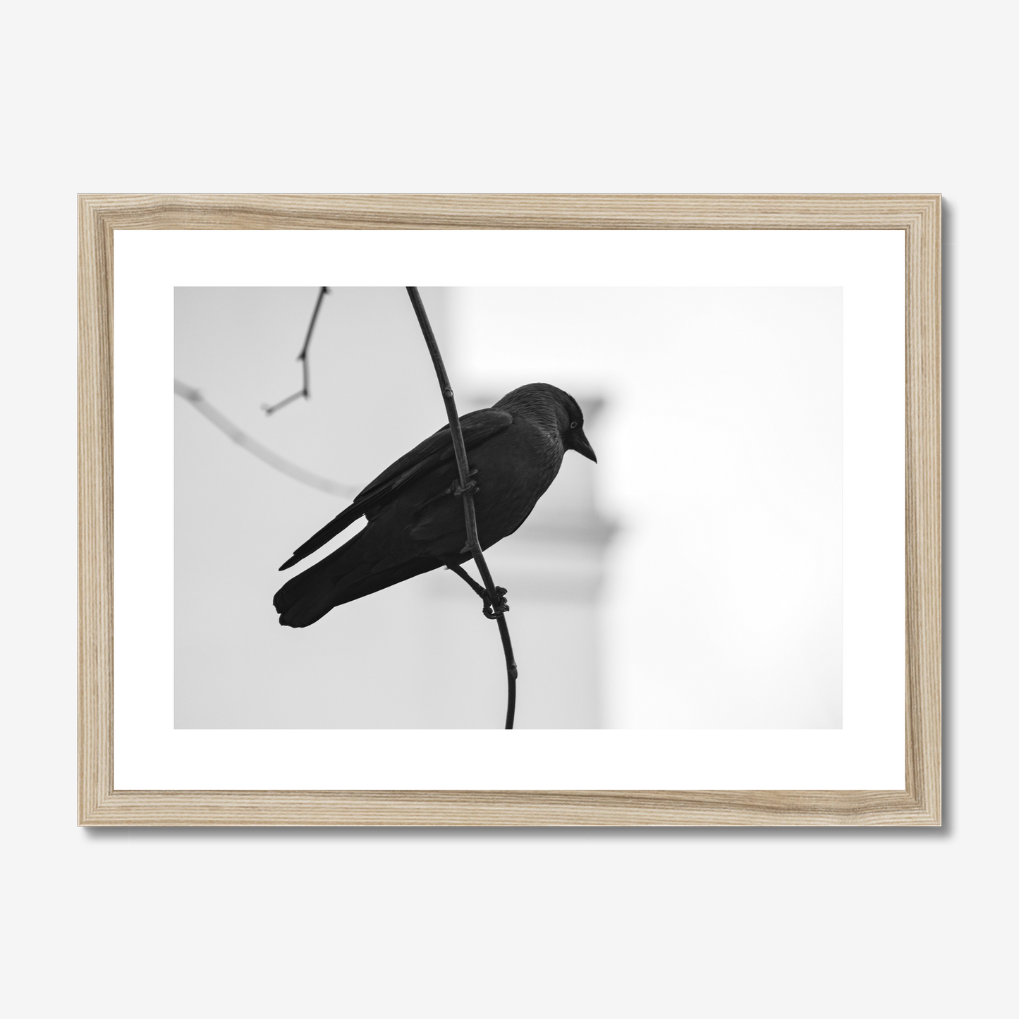 Jackdaw