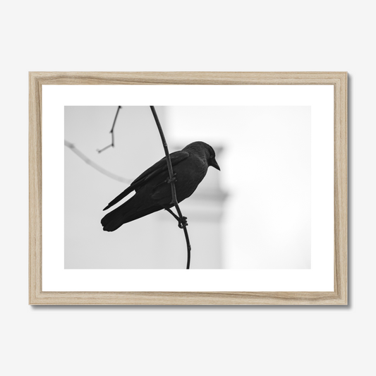 Jackdaw