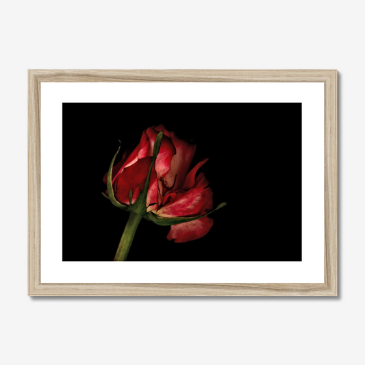 Pale Red Rose