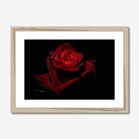 Red Rose I