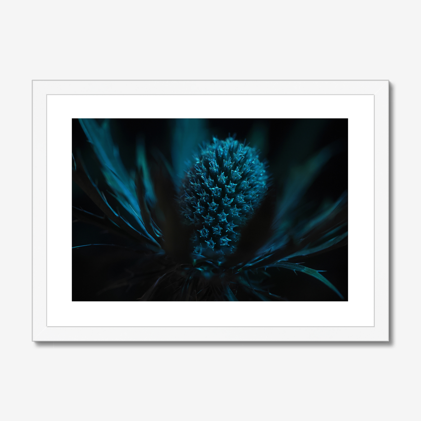 Sea Holly