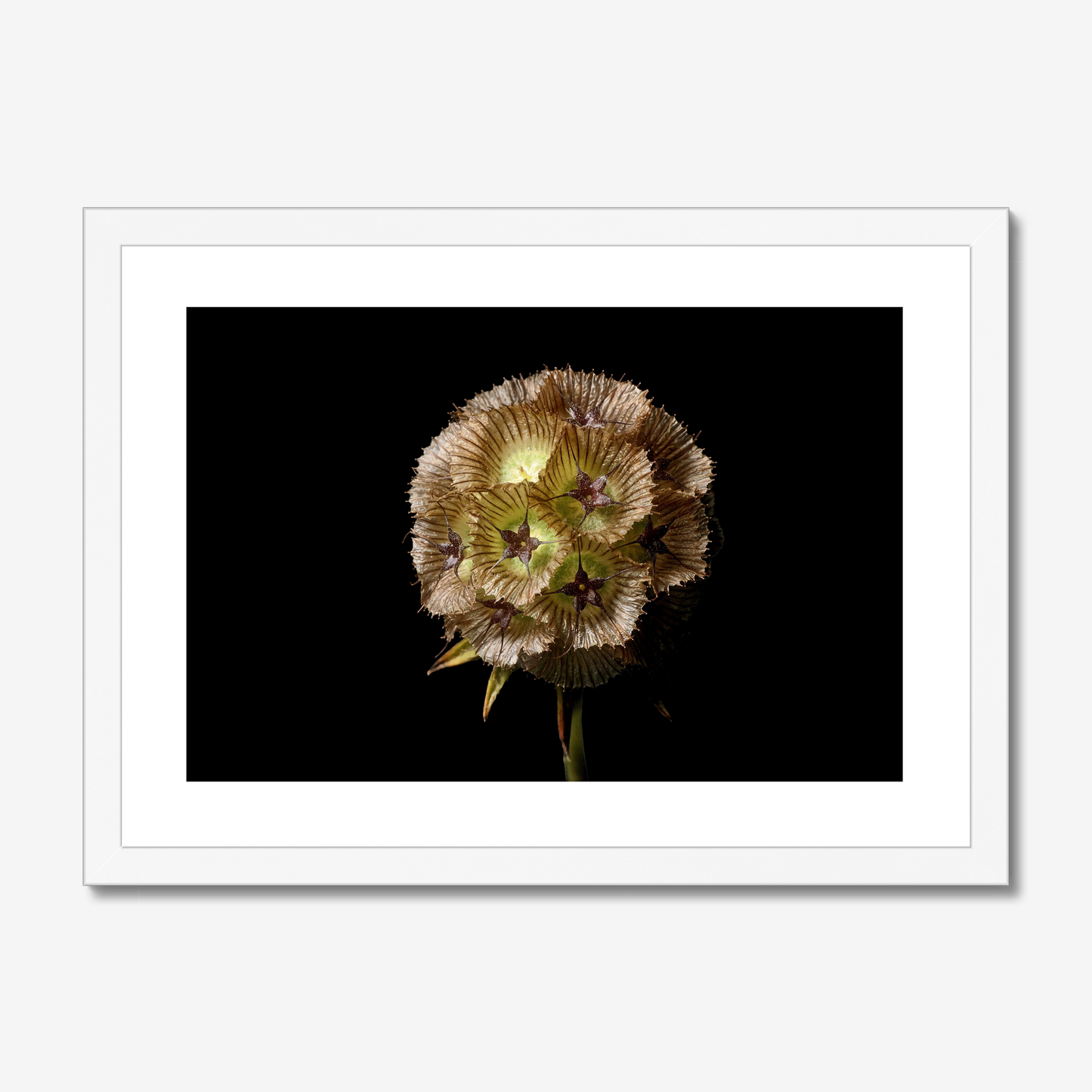 Starflower II