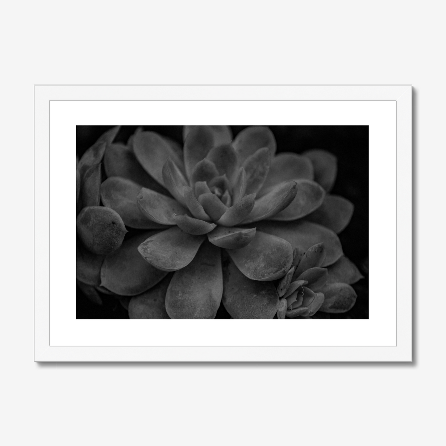 Succulent - Monochrome