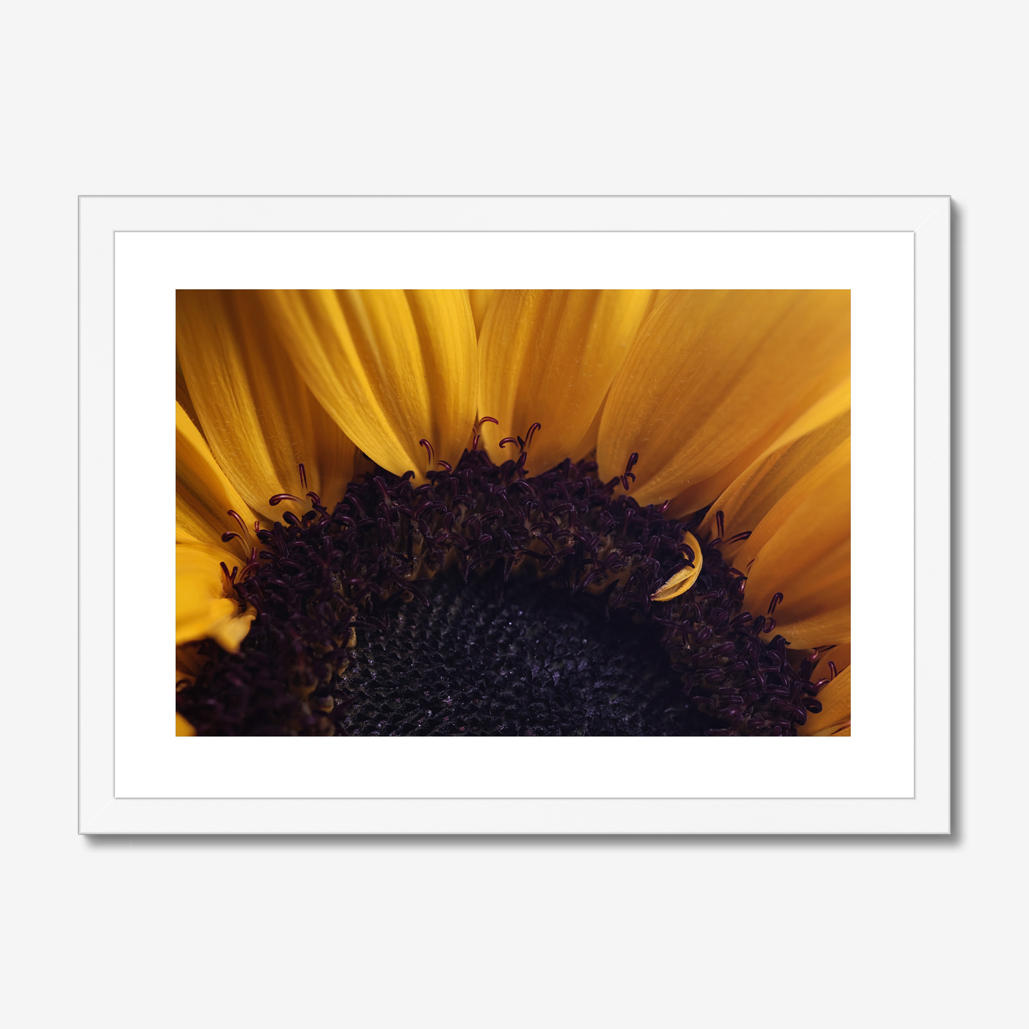 Sunflower Disc Floret and Petals