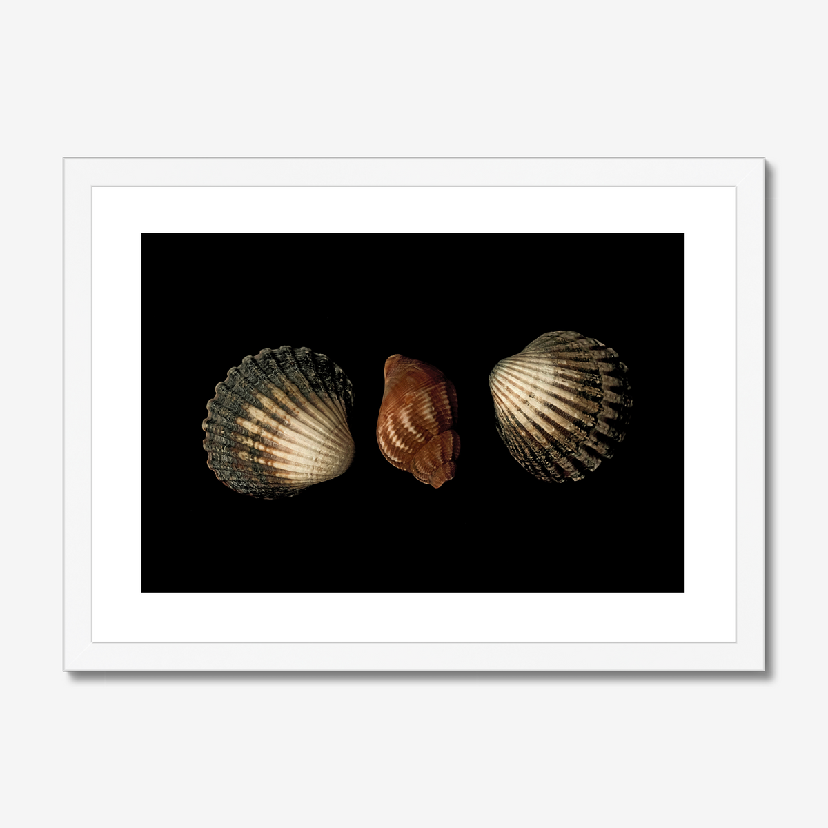 Three Seashells