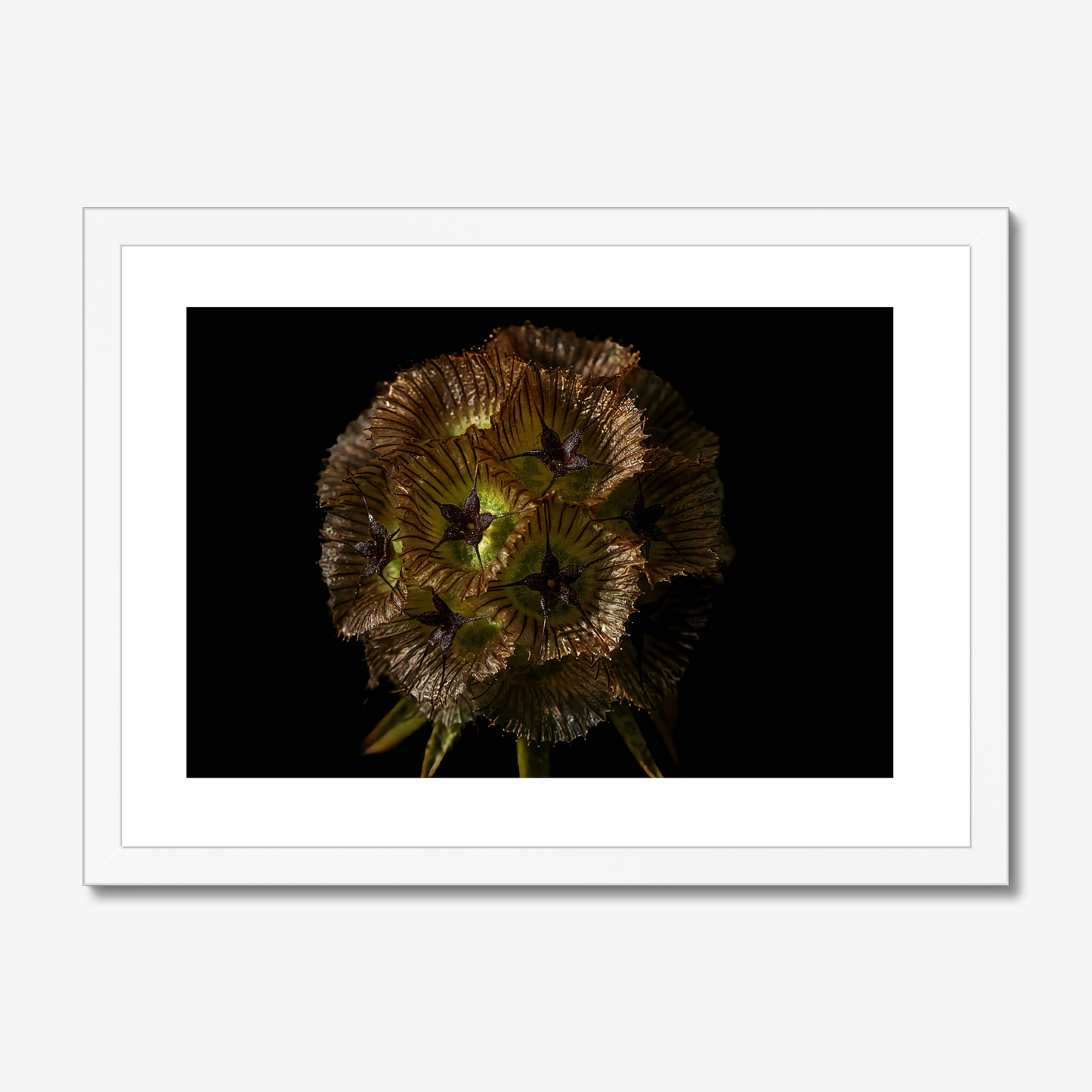 Starflower I