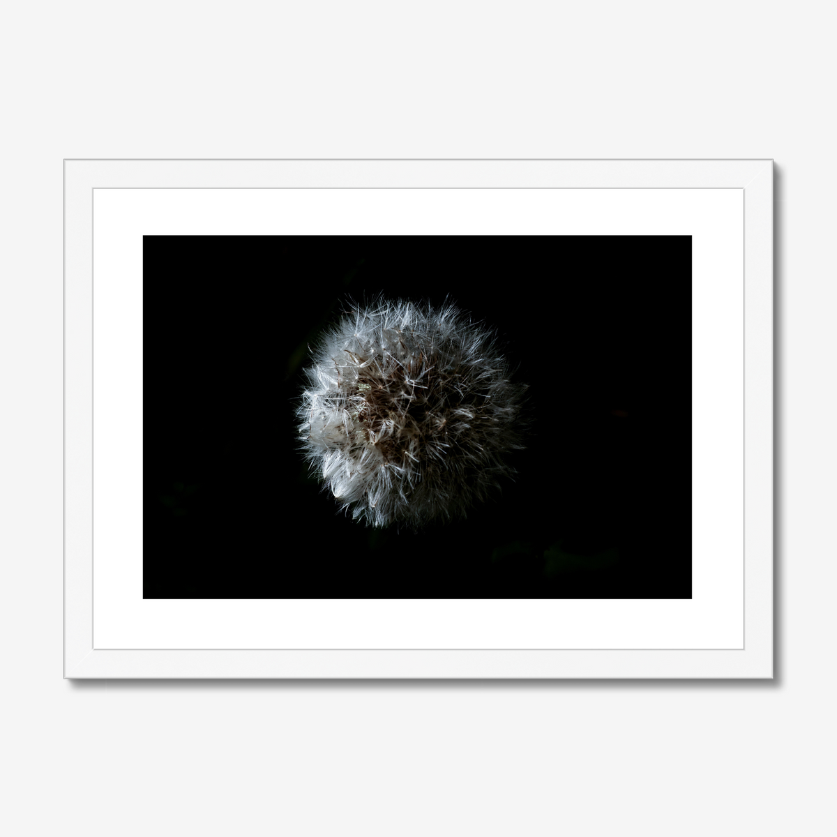 Dandelion Seedhead