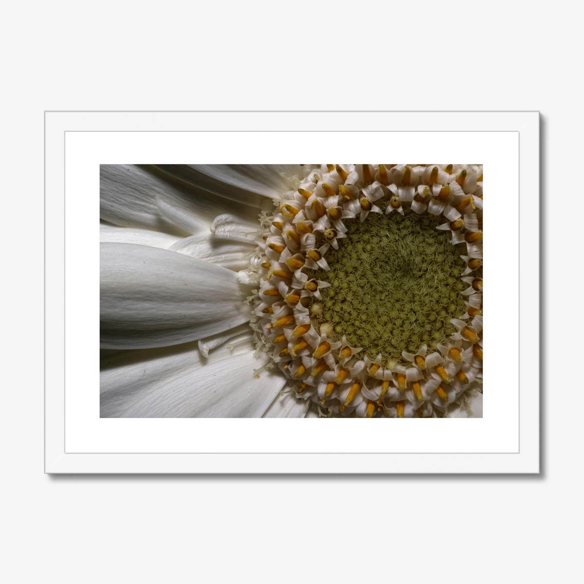 Gerbera Daisy