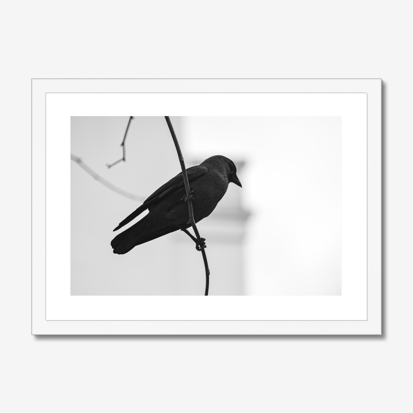 Jackdaw