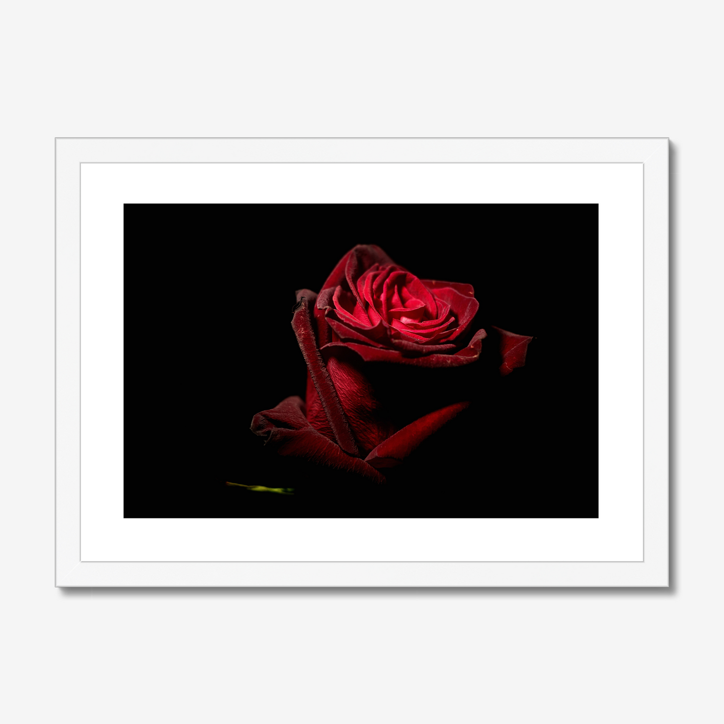 Red Rose III
