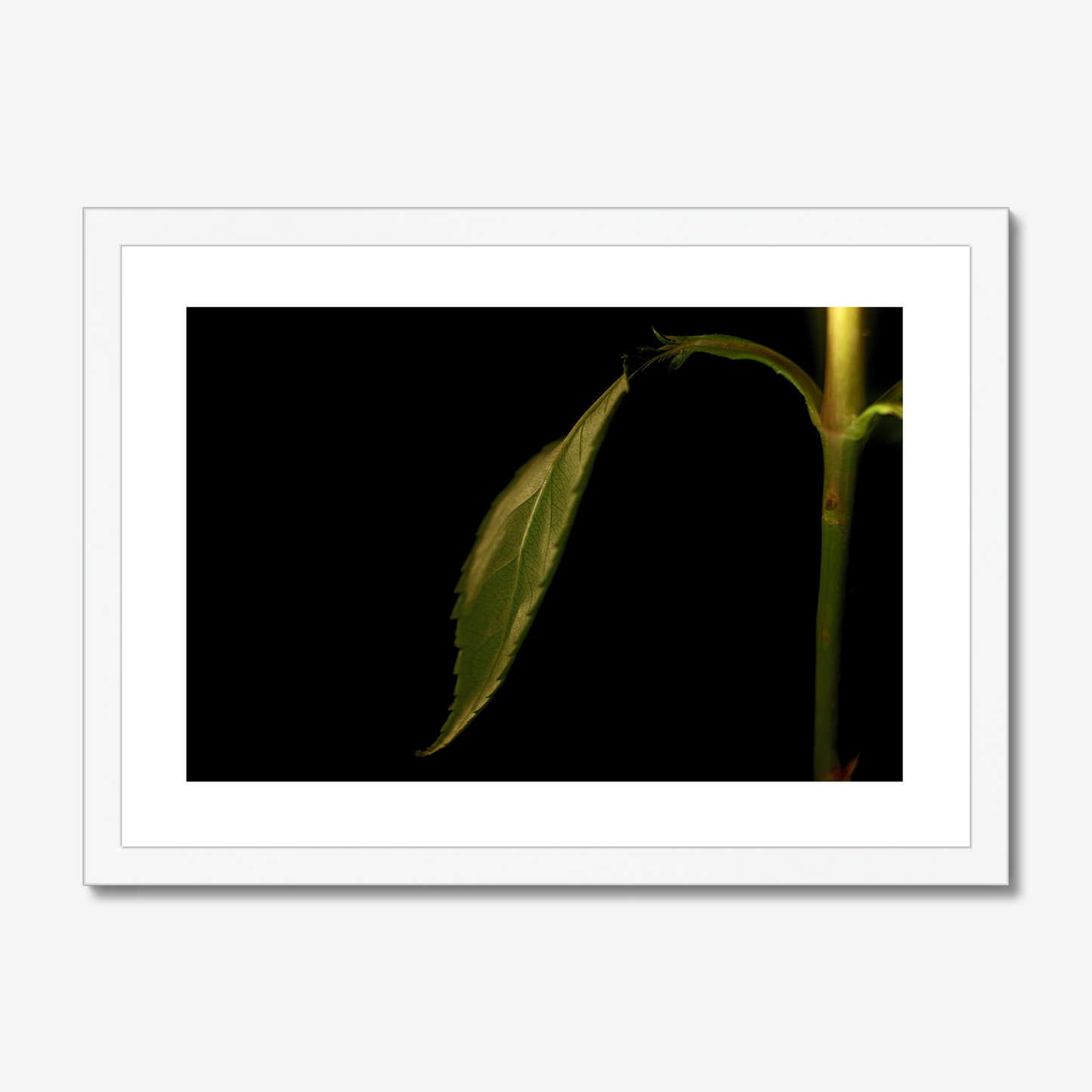 Rose Leaf and Stem
